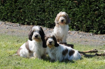 From left to right, Henry, Beri and Marmite